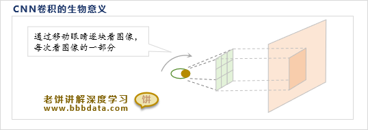 CNN卷积运算的生物意义